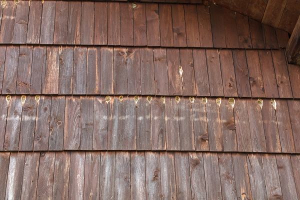 Woodpecker Hole Filling in Salem