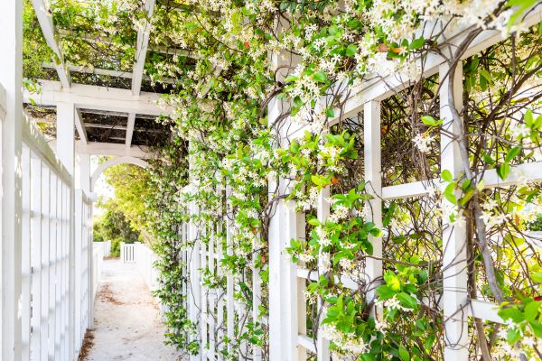 Cost of Trellis Repair in Salem