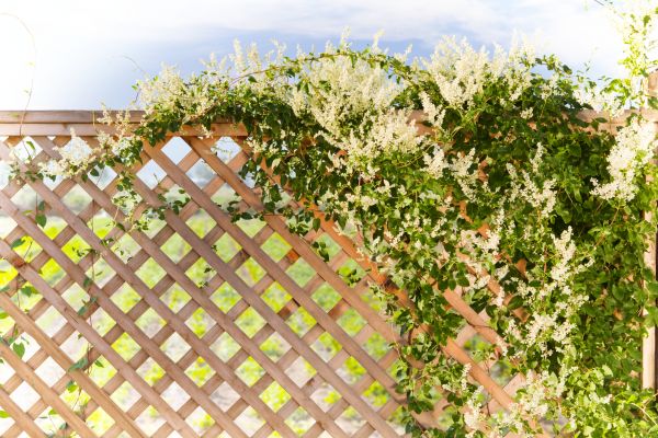 Cost of Lattice Repair in Salem