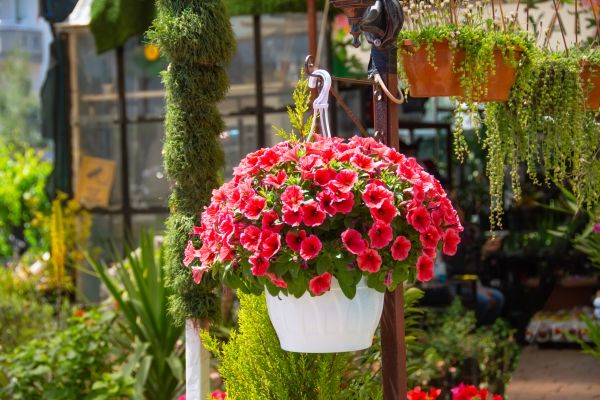 Hanging Planter Installation in Salem