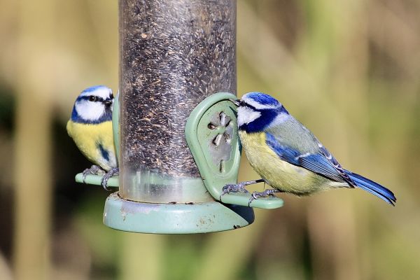 Bird Feeder Mounting Service in Salem