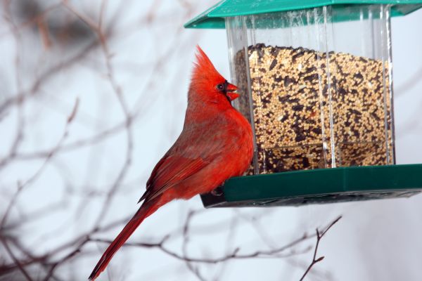 Bird Feeder Hanging in Salem